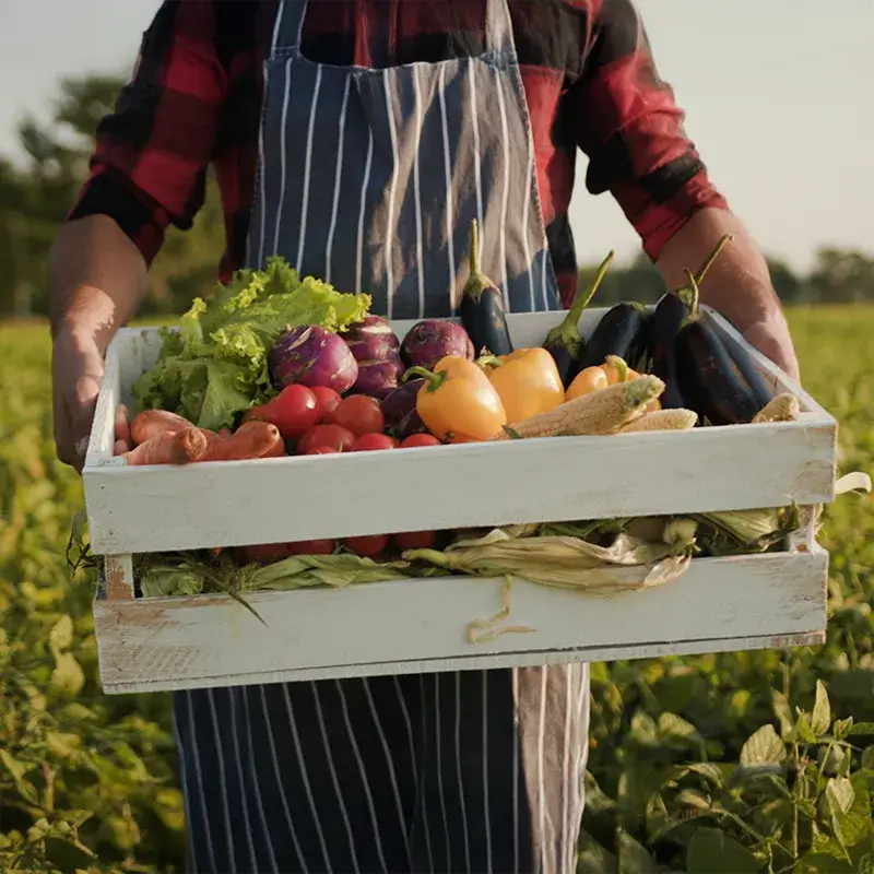 Personne tenant une caisse en bois remplie de légumes frais variés, y compris de la laitue, des tomates, du maïs et des poivrons dans un champ.
