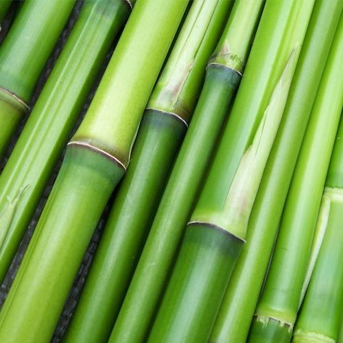 Gros plan de plusieurs tiges de bambou vertes disposées ensemble, montrant leur texture lisse et leurs segments.