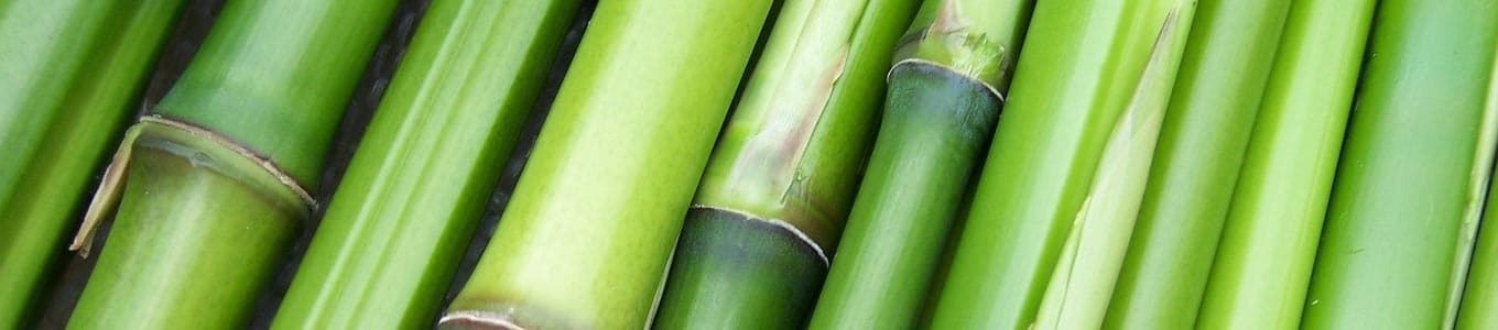 banner-bambus