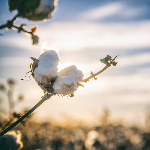 Comment le coton bio est-il produit ?